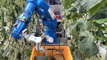 きゅうり葉かき実証ロボット