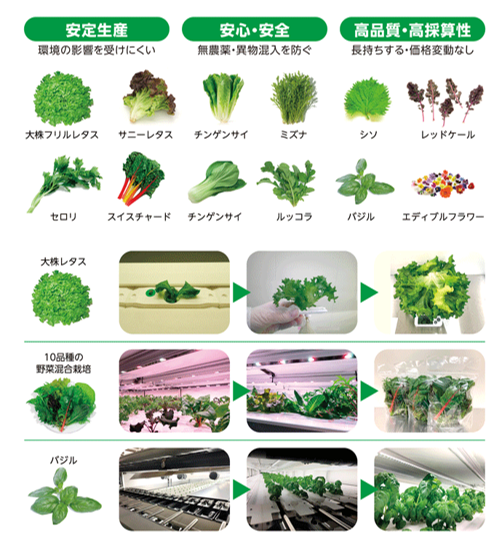 アグリネの栽培実証例