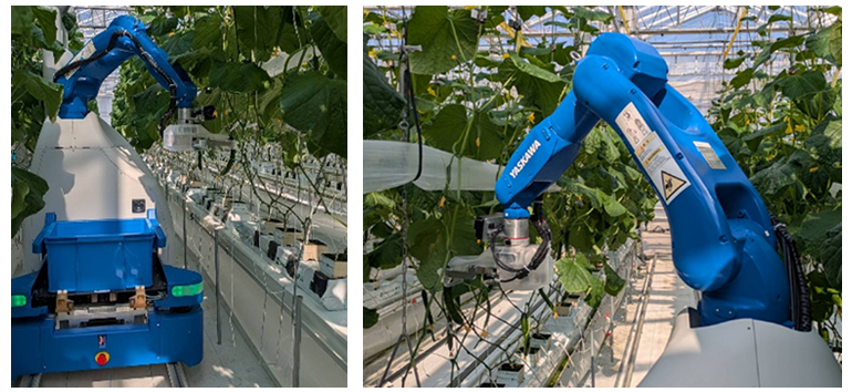 ゆめファーム全農SAGAで実証中の「きゅうり収穫ロボット」