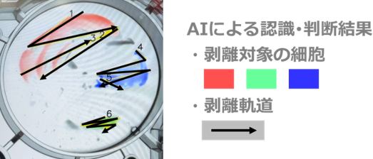 細胞剥離のためのAIによる細胞の認識・判断データ例